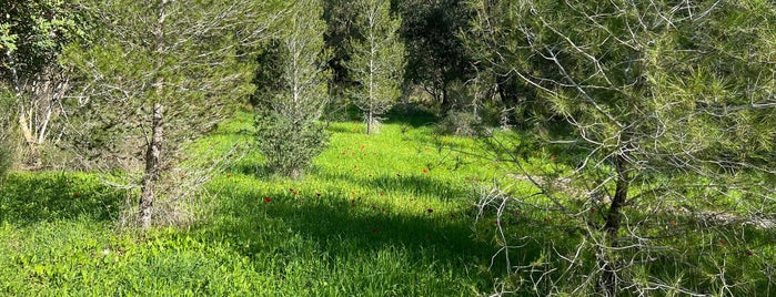 Ben-Shemen Forest יער בן-שמן is one of Best picnic spots in Israel.