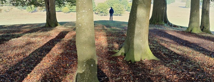 Petworth Park is one of National Trust.