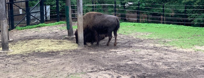 American Bison is one of Lieux qui ont plu à John.