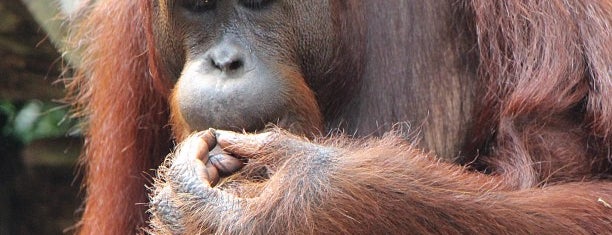 シンガポール動物園 is one of Singapore's Best.