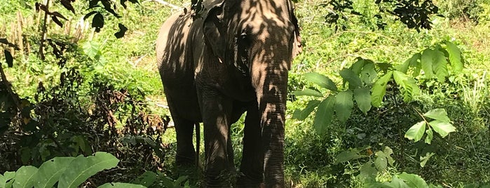 Phuket Elephant Sanctuary is one of Thailand.