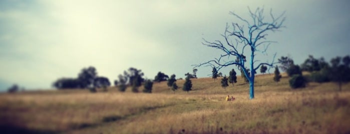 The Blue Tree is one of Sydney to do.