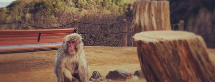 Arashiyama Monkey Park Iwatayama is one of Kyoto - Friend Recs.