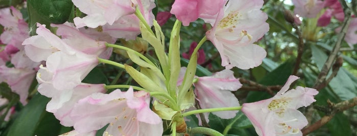 Rhododendron Park is one of Helsinki.