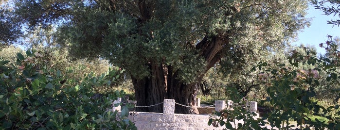 Anıt Zeytin is one of Lugares favoritos de 🇹🇷sedo.