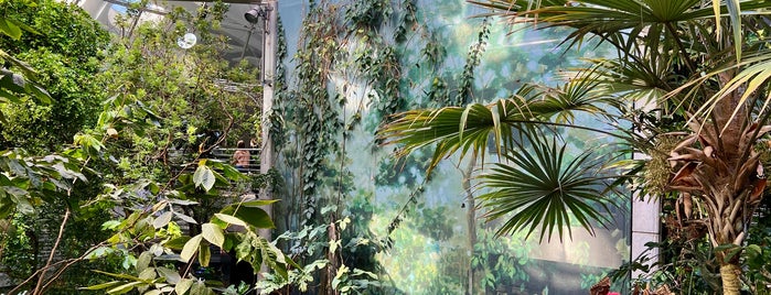 Osher Rainforest is one of Activities.