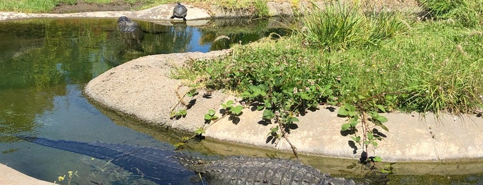 Alligator Exhibit is one of Ryanさんのお気に入りスポット.
