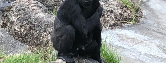 Gorilla Preserve is one of Lugares favoritos de Scott.