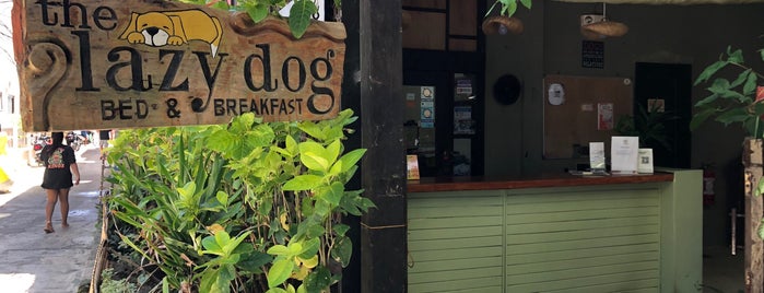 The Lazy Dog Bed & Breakfast is one of Top 10 dinner spots in Malay, Philippines.