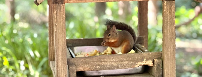 Squirrel Trail is one of Tokyo Best.