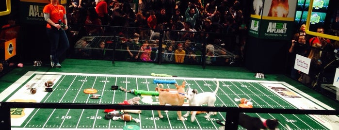 Puppy Bowl at the Geico Stadium is one of Tempat yang Disukai Miguel.