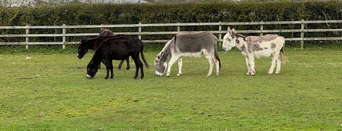 Isle Of Wight Donkey Sanctuary is one of London.