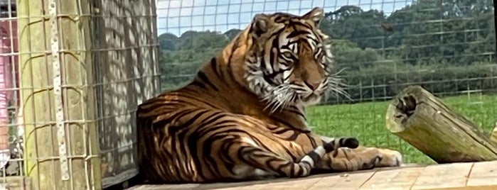 Thrigby Wildlife Park is one of UK Zoo's.