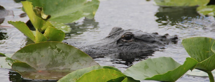 Everglades Ulusal Parkı is one of Florida.