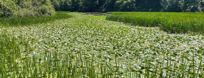Bosherston Lily Ponds is one of Days out and holidays.