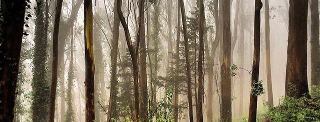 Mount Sutro Open Space Reserve is one of adrian & kj do sf 2014!.