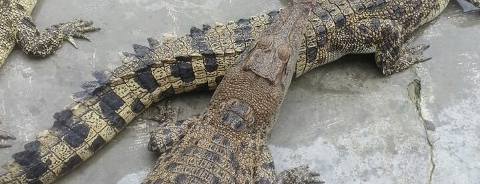 Davao Crocodile Park is one of Philippines.
