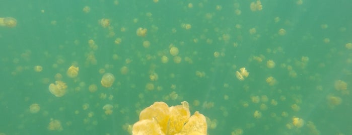Jellyfish Lake is one of if you're ever in ____.