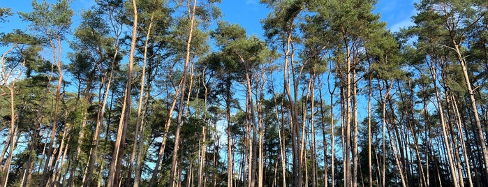 Leuvenumse Bos is one of 1 more checkin for mayor!.