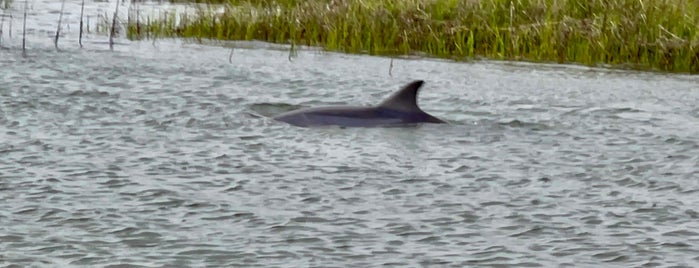 Charleston Outdoor Adventures is one of Charleston, SC.