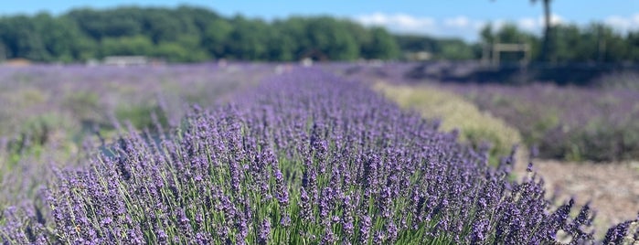 Lavender By the Bay - New York's Premier Lavender Farm is one of East End Long Island Favorites.