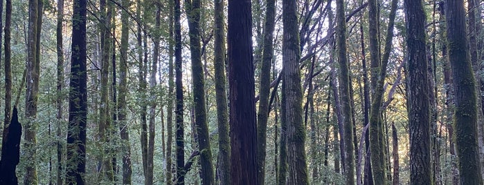 El Corte de Madera Open Space Preserve is one of South Bay.