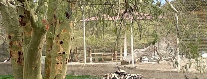 Wild Dogs Exhibit is one of Ryanさんのお気に入りスポット.