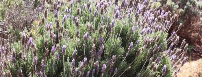 Lavender Farms Of Pozos (Campo De Lavanda) is one of Orte, die Liliana gefallen.