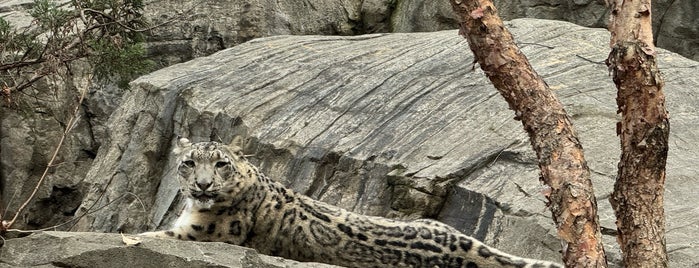 Snow Leopard is one of NYC to-do list.