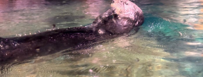Sea Otter Exhibit is one of ATLANTA TRIP.