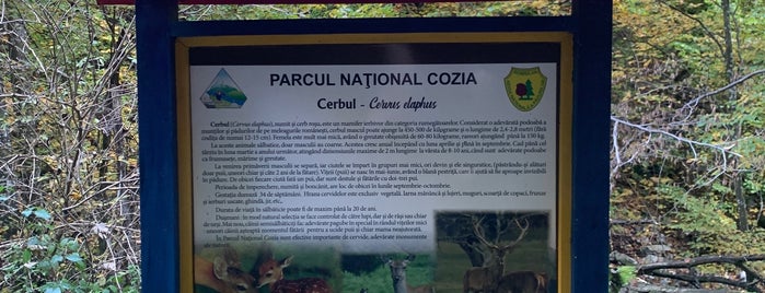 Parcul Național Cozia is one of Parcuri Naționale și Naturale.