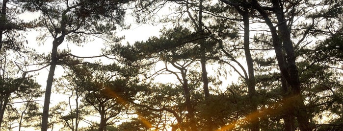 Camp John Hay is one of Rediscovering Baguio.