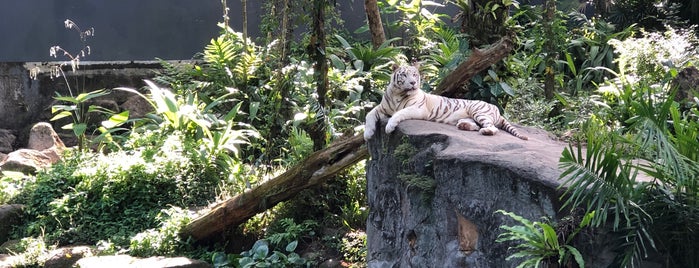White Tiger Enclosure is one of Lugares favoritos de Wasya.
