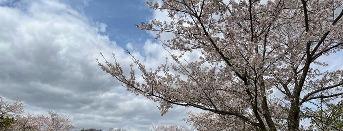 Sakura Castle Ruins Park is one of お城.