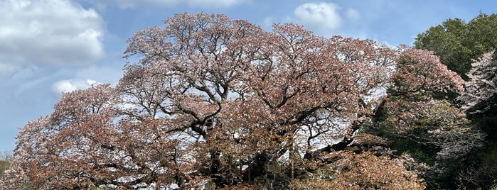 吉高の大桜 is one of 気になるとこ.