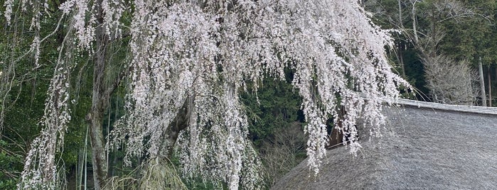 高麗家住宅のしだれ桜 is one of Locais curtidos por Minami.