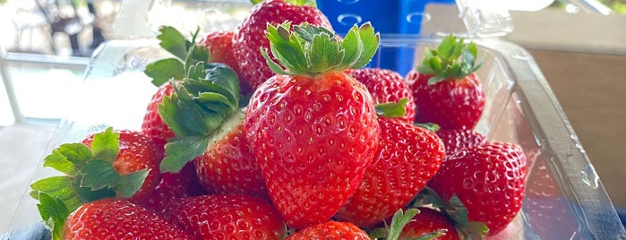 Healthy Strawberry Farm is one of Cameron Highlands.