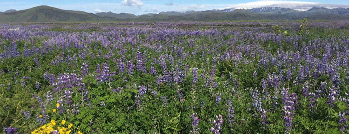 Purple Flower Fields is one of Iceland 🇮🇸.