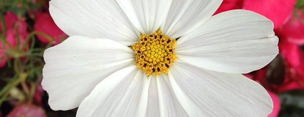 MOSCOW FLOWER SHOW is one of Yunusさんのお気に入りスポット.