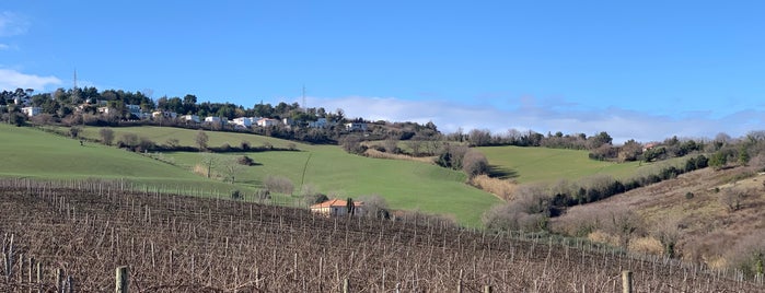 Azienda Agricola Marchetti is one of Cantine delle Marche.