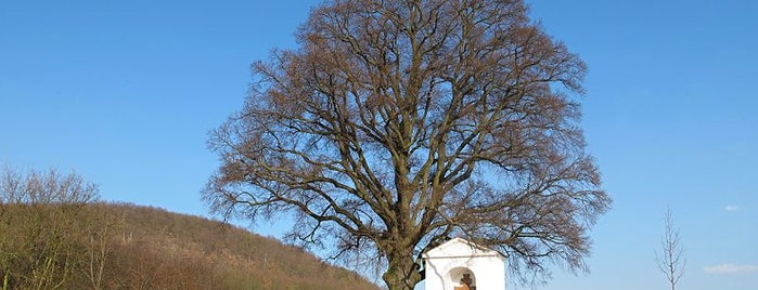 Památný strom lípa malolistá is one of Lugares favoritos de Tomas.
