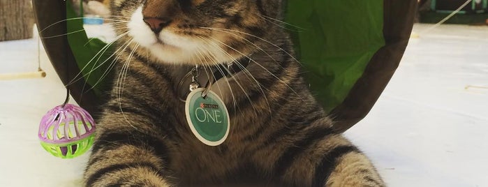 Cat Café by Purina ONE® is one of NYC 🍏.