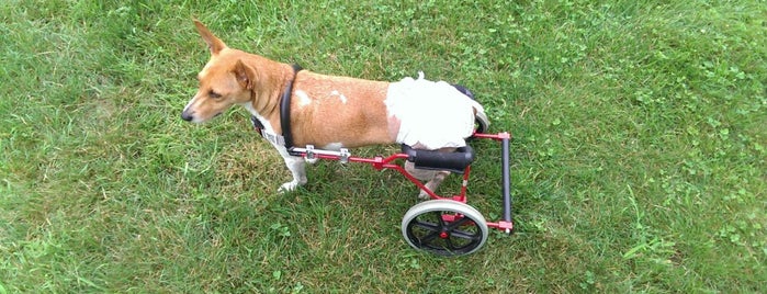 Eddie's Wheels | Dog Carts for Disabled Dogs is one of To Try - Elsewhere42.