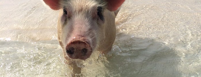 Swimming pigs - Exuma is one of travel destinations.