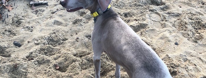 Dog Beach At Matapeake is one of Dog Parks in Maryland.