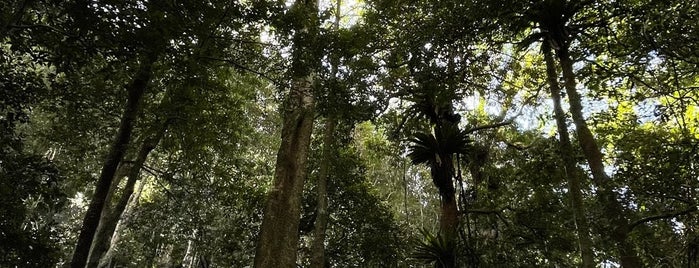 Minnamurra Rainforest is one of Wanderlust.