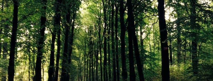 Arboretum Tervuren is one of Hidden Secrets of Brussels (2/2).
