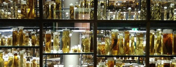 Museo de Historia Natural is one of Lugares favoritos de Chris.