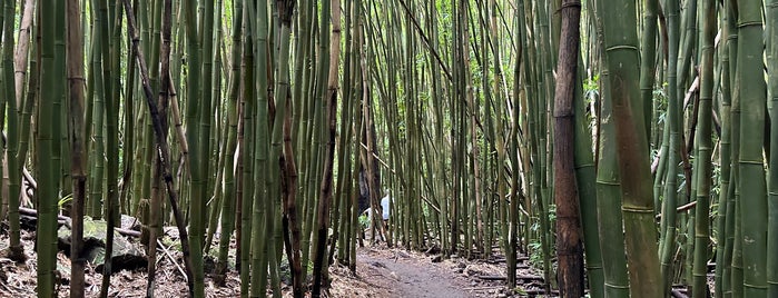 Bamboo Forest is one of Tempat yang Disukai Cynthia.