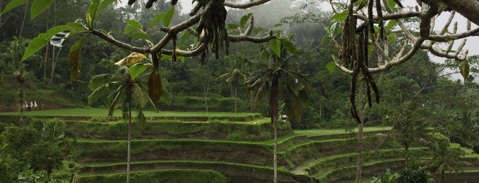 Tegallalang Rice Terraces is one of Lugares favoritos de Cynthia.